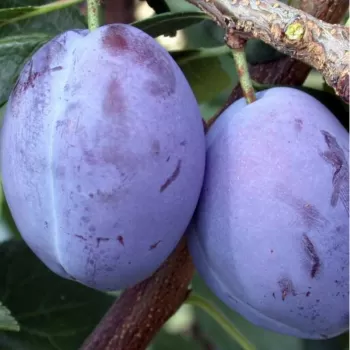 Слива 'Улюблениця Султана' (Prunus domestica
L.)