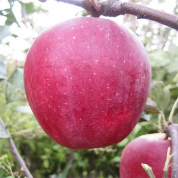 Яблуня 'Бені Шогун' (Malus domestica 'Beni Shogun')