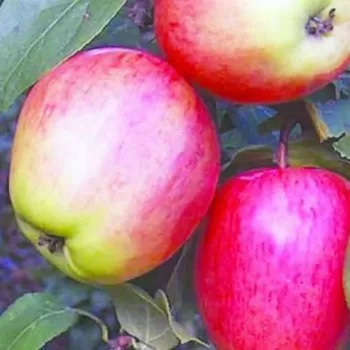 Яблуня 'Моді' (Malus domestica 'Modi')