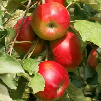 Яблуня колоновидна 'Останкіно' (Malus domestica Borkh.)