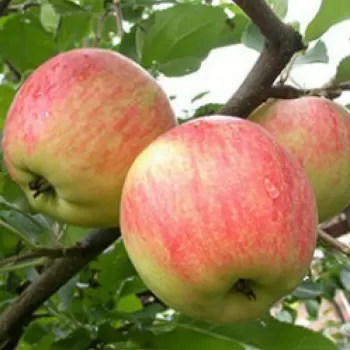 Яблуня 'Целесте' (Malus domestica 'Celeste')
