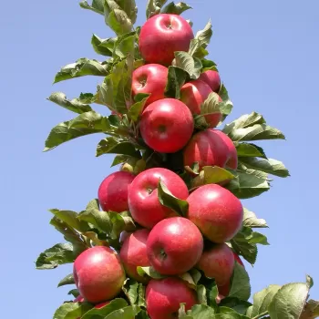 Яблоня колоновидная 'Вожак' (Malus 'Vozhak')