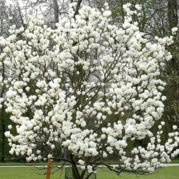 Магнолия суланжа 'Альба Суперба' (Magnolia soulangeana 'Alba Superba')
